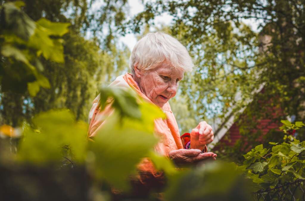 2769001 elderly woman picking blueberries in a garden